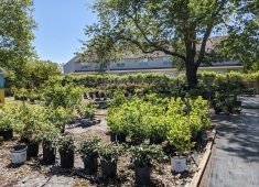 Inland Bays Garden Center