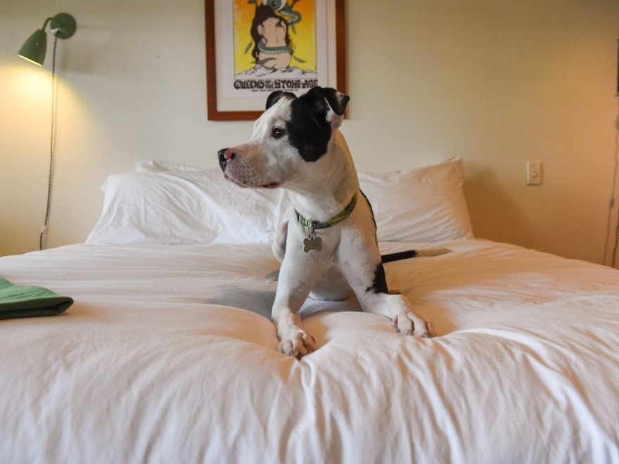 Dogfish Inn