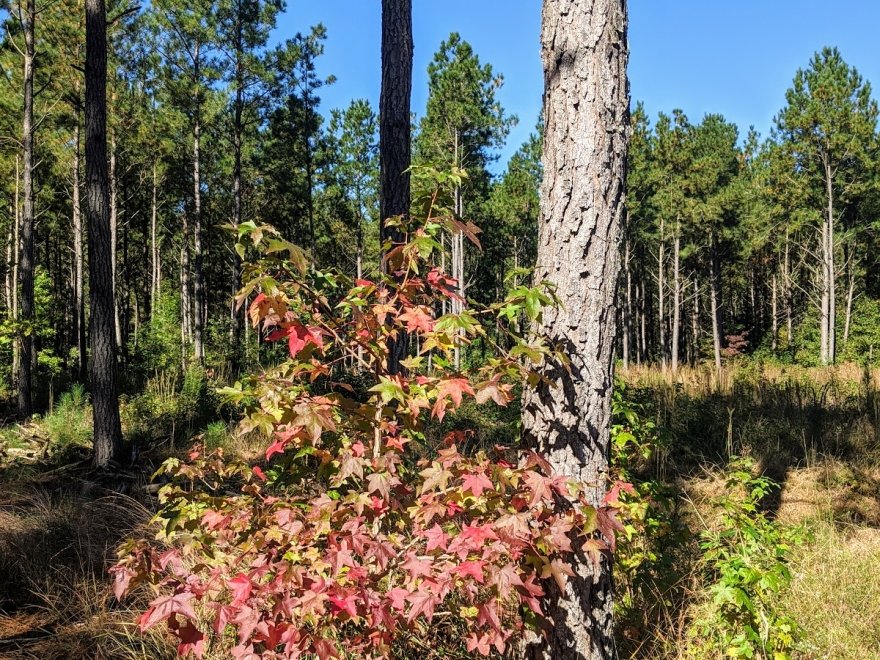 Redden State Forest